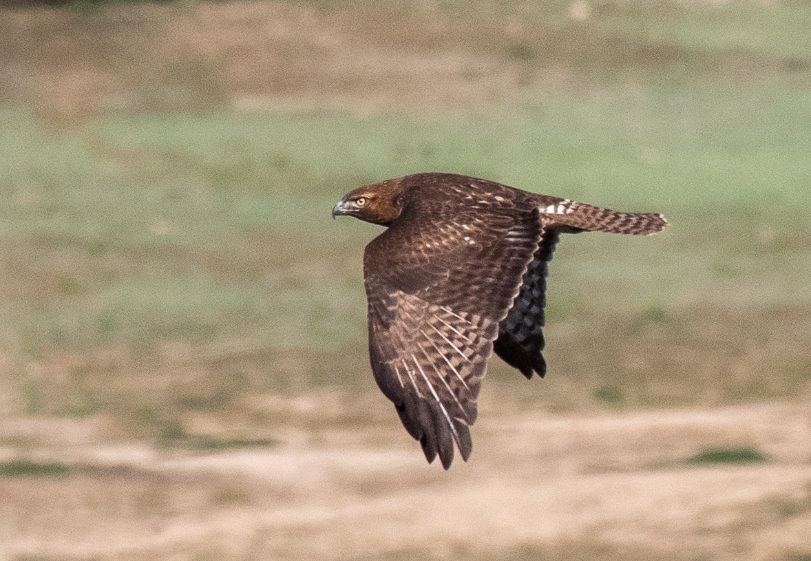 Red-tailed Hawk - ML184117511