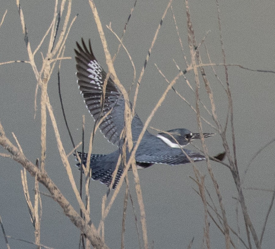 Belted Kingfisher - ML184117971