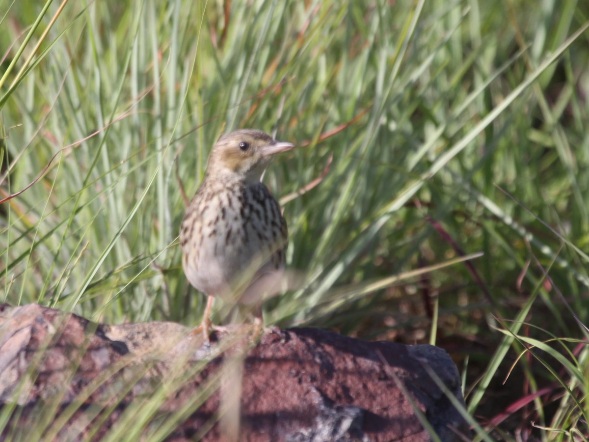 Short-tailed Pipit - ML184119151