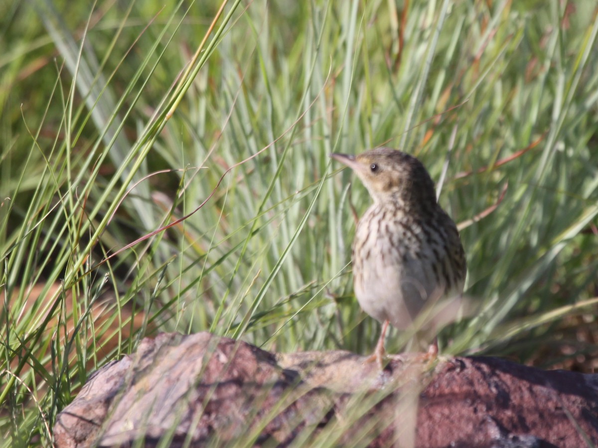 Short-tailed Pipit - ML184119211
