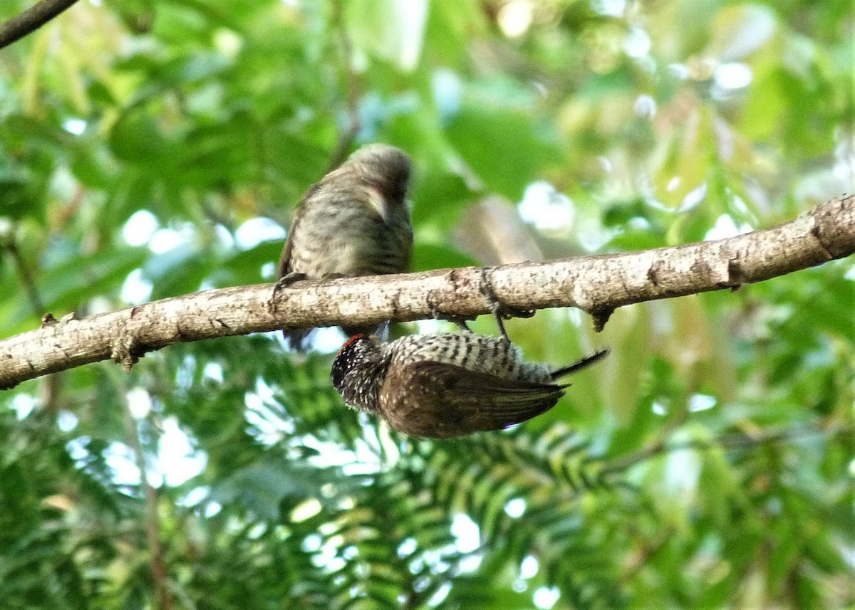 White-wedged Piculet - ML184119341