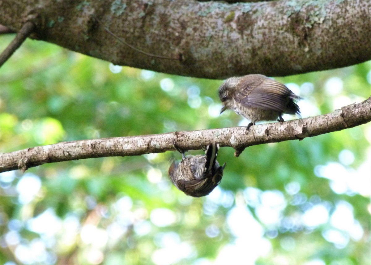White-wedged Piculet - ML184119351