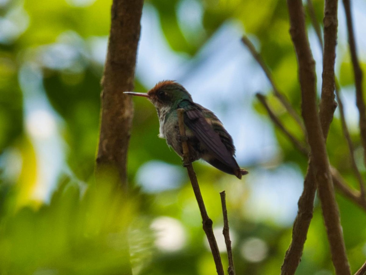 Frilled Coquette - ML184119961