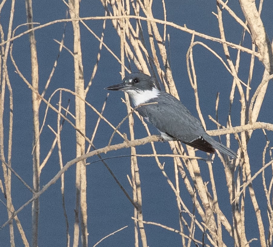 Belted Kingfisher - ML184120731