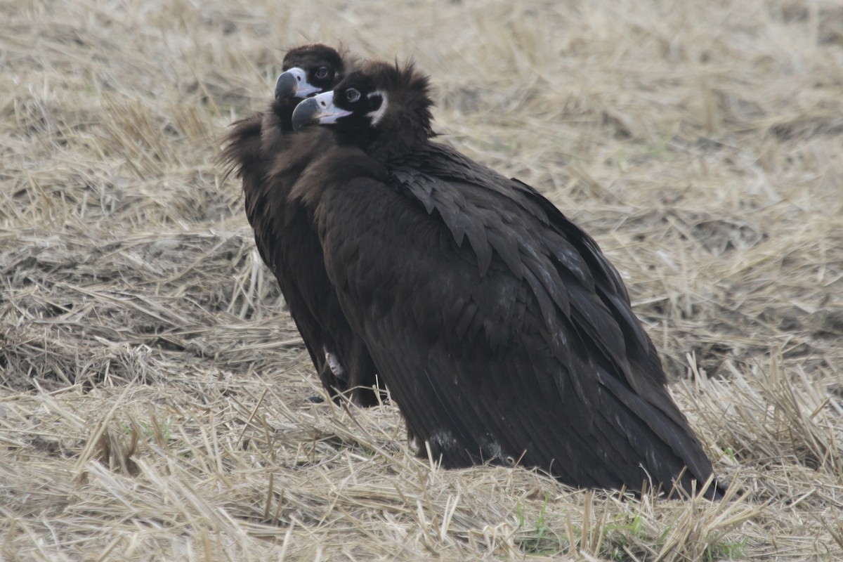 Cinereous Vulture - ML184121791