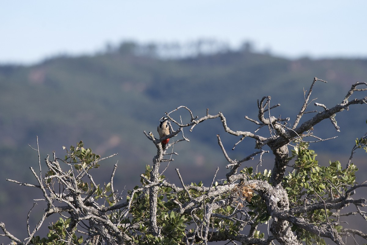 Great Spotted Woodpecker - ML184128891