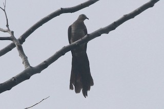 Sultan's Cuckoo-Dove (Sulawesi), ML184129841