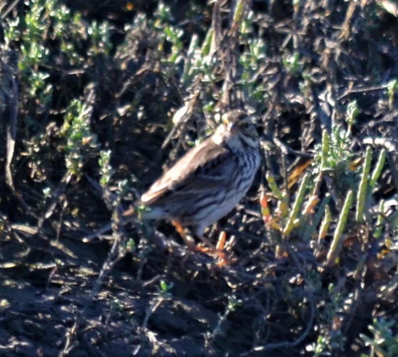 Savannah Sparrow - ML184130441
