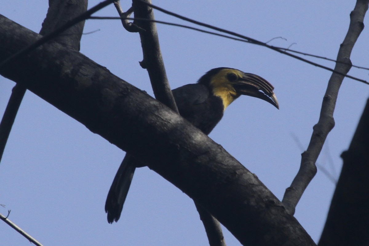 Sulawesi Hornbill - Juan martinez