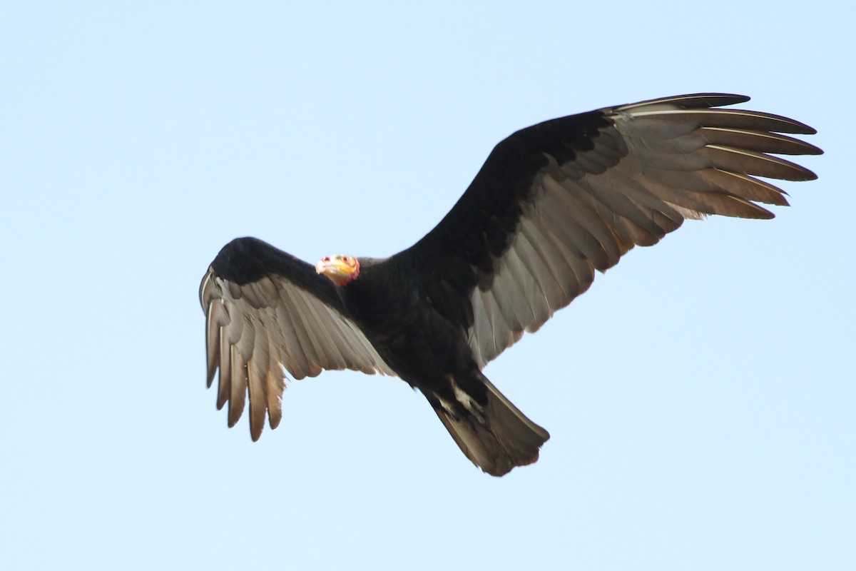 Greater Yellow-headed Vulture - ML184132951