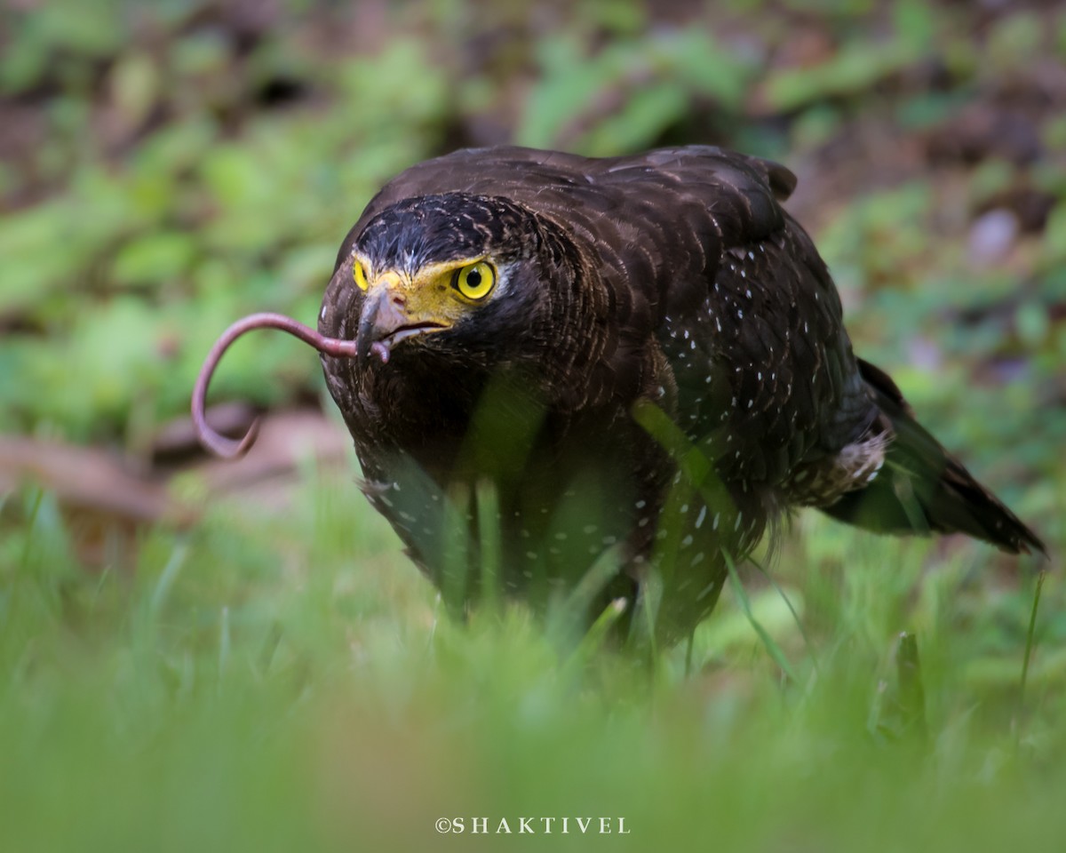 Andaman Serpent-Eagle - ML184144991