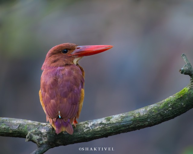 Ruddy Kingfisher - eBird