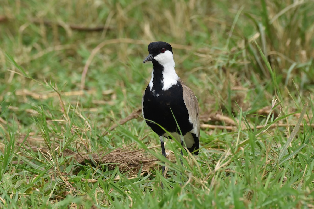Spur-winged Lapwing - ML184145761