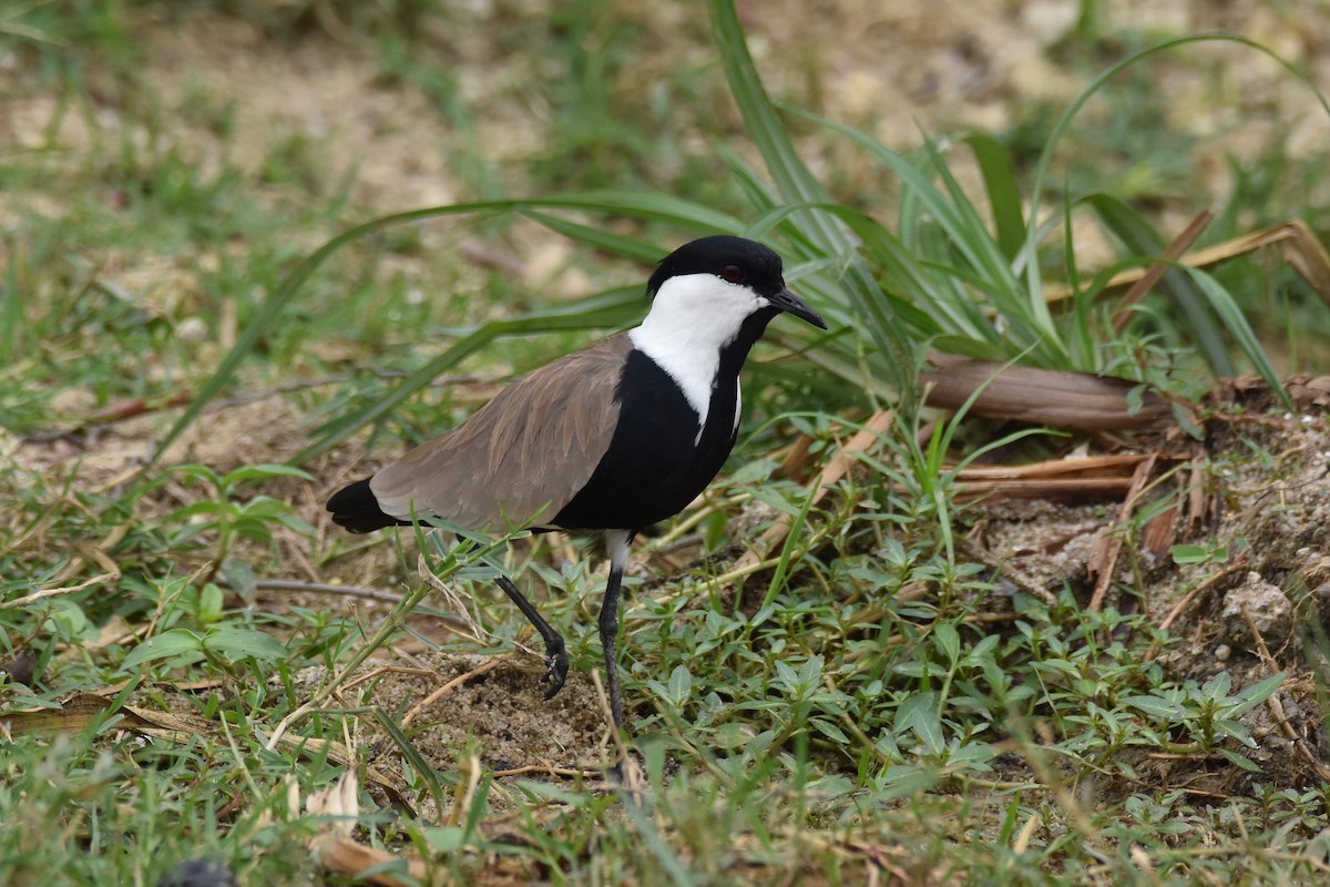 Spur-winged Lapwing - ML184145771