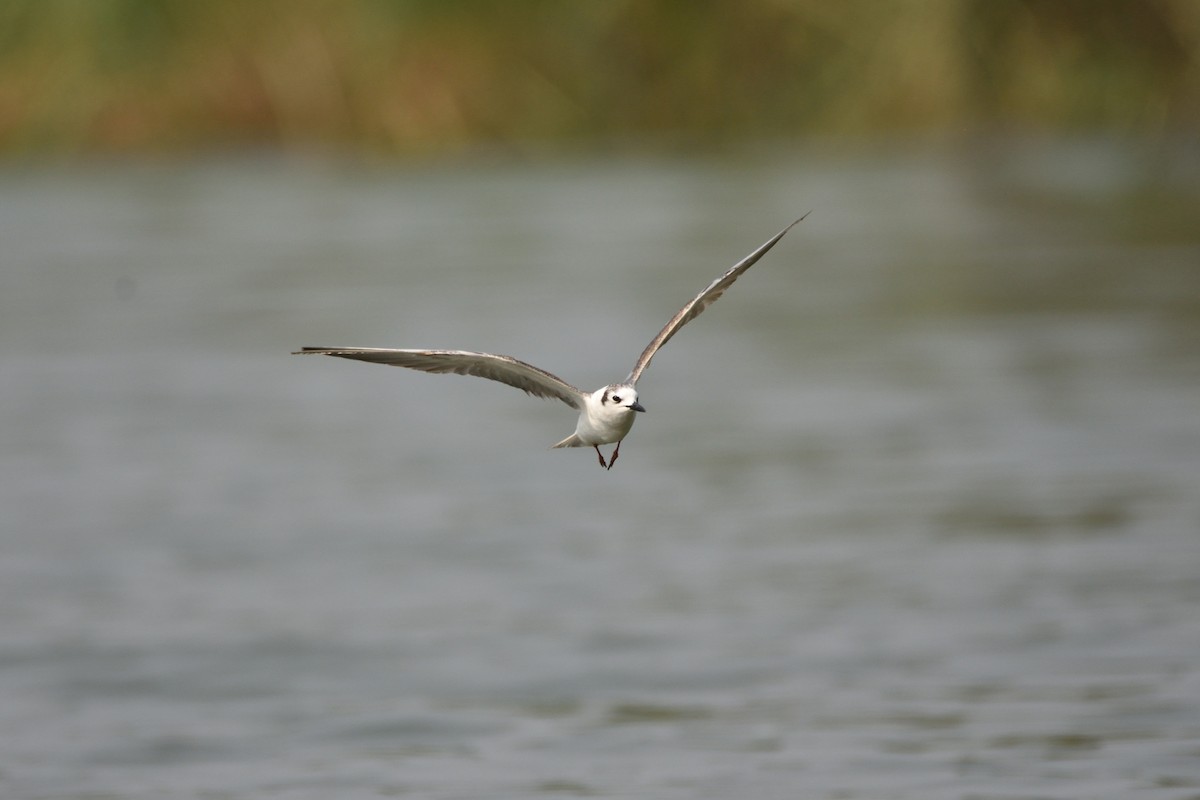White-winged Tern - Santiago Caballero Carrera