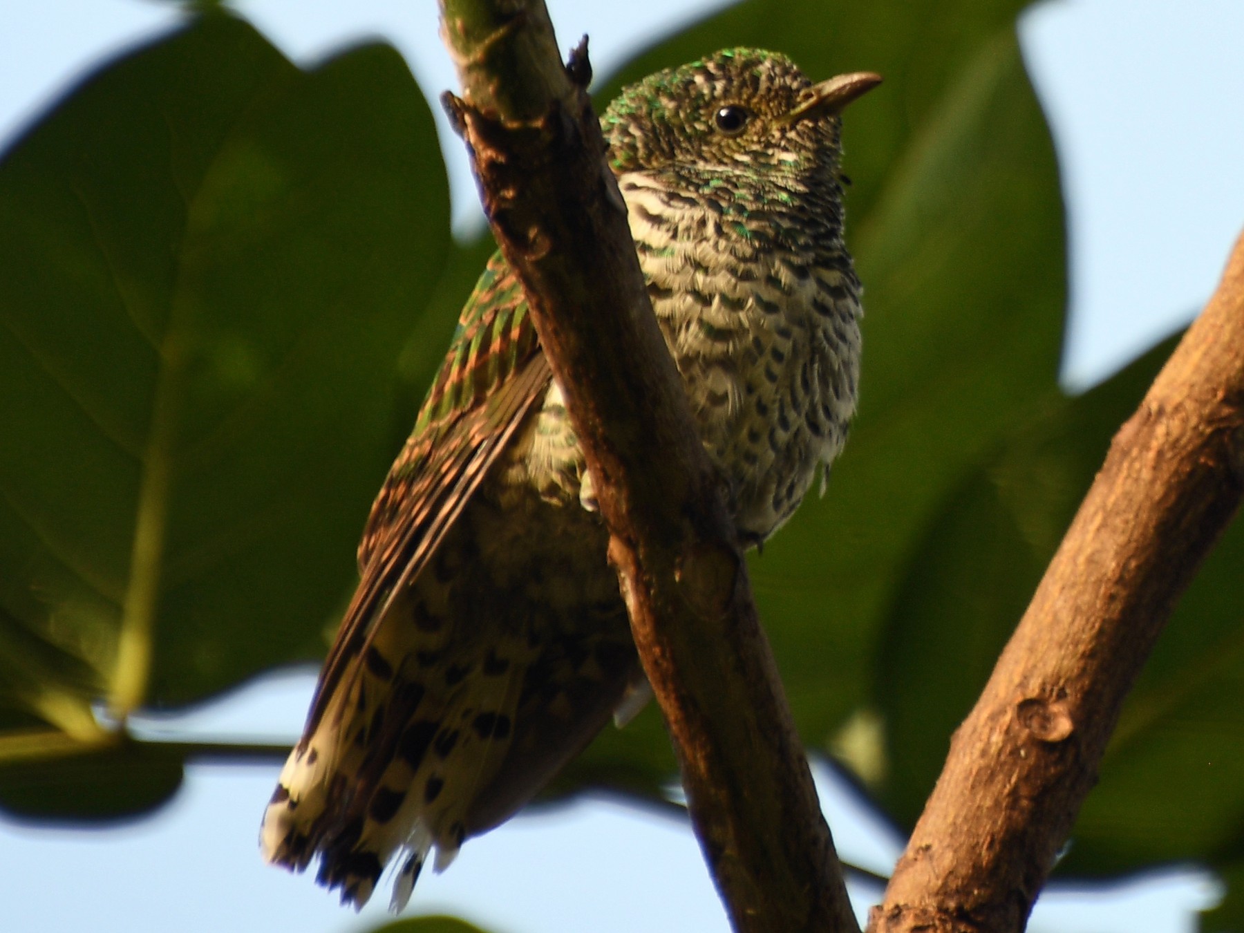 African Emerald Cuckoo - Denise Van Peursem