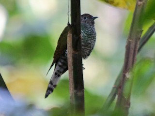 Immature - ML184151971