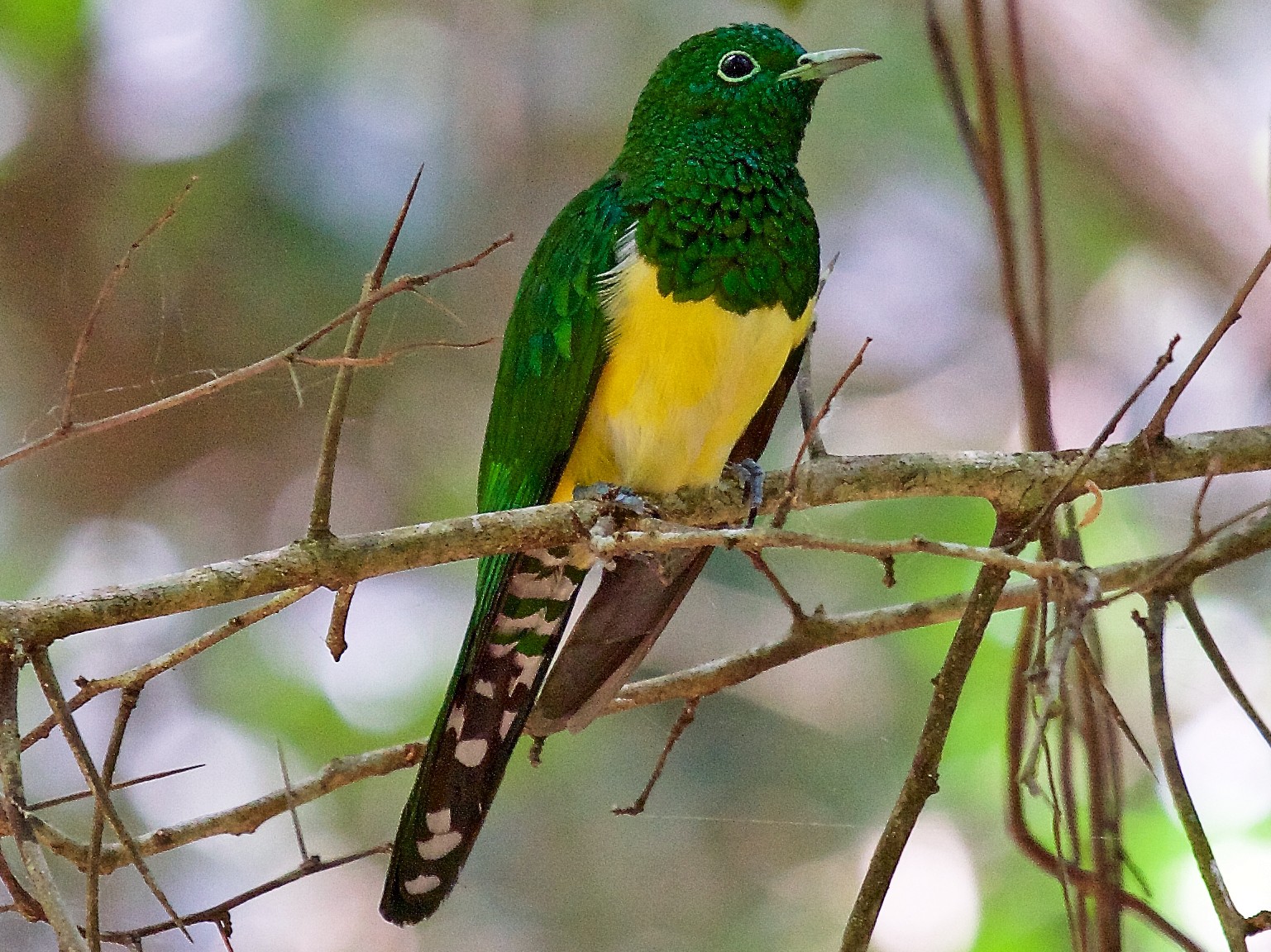 African Emerald Cuckoo - Matt Brady