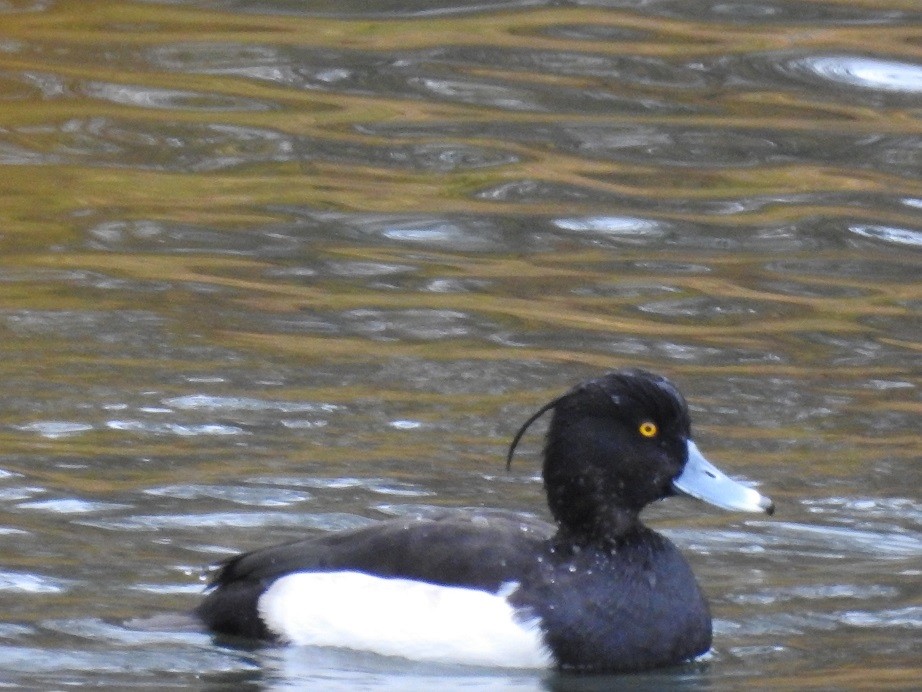 Tufted Duck - ML184153401