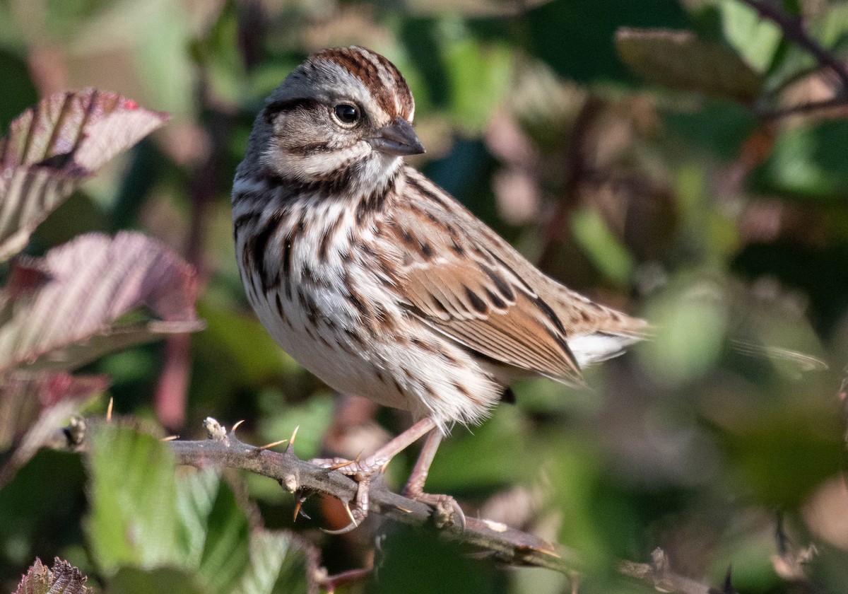 Song Sparrow - Ryan Andrews