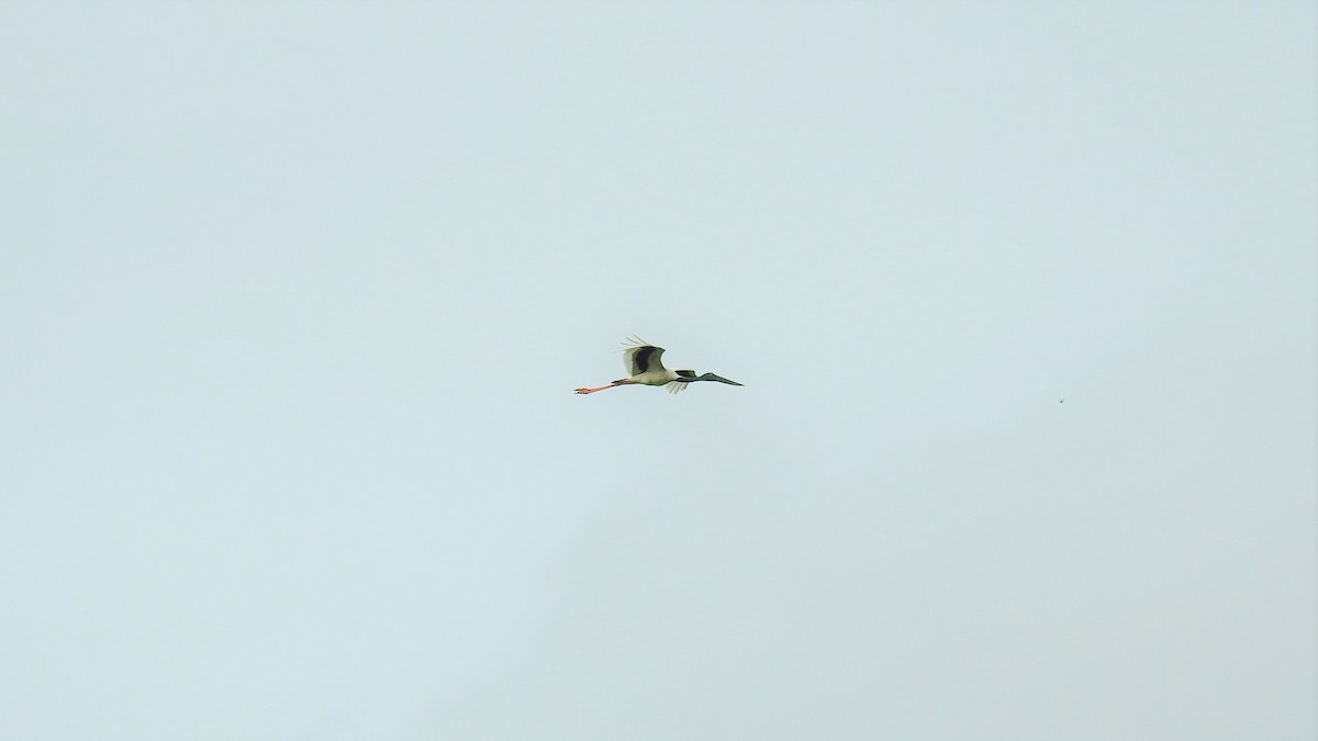 Black-necked Stork - ML184155531