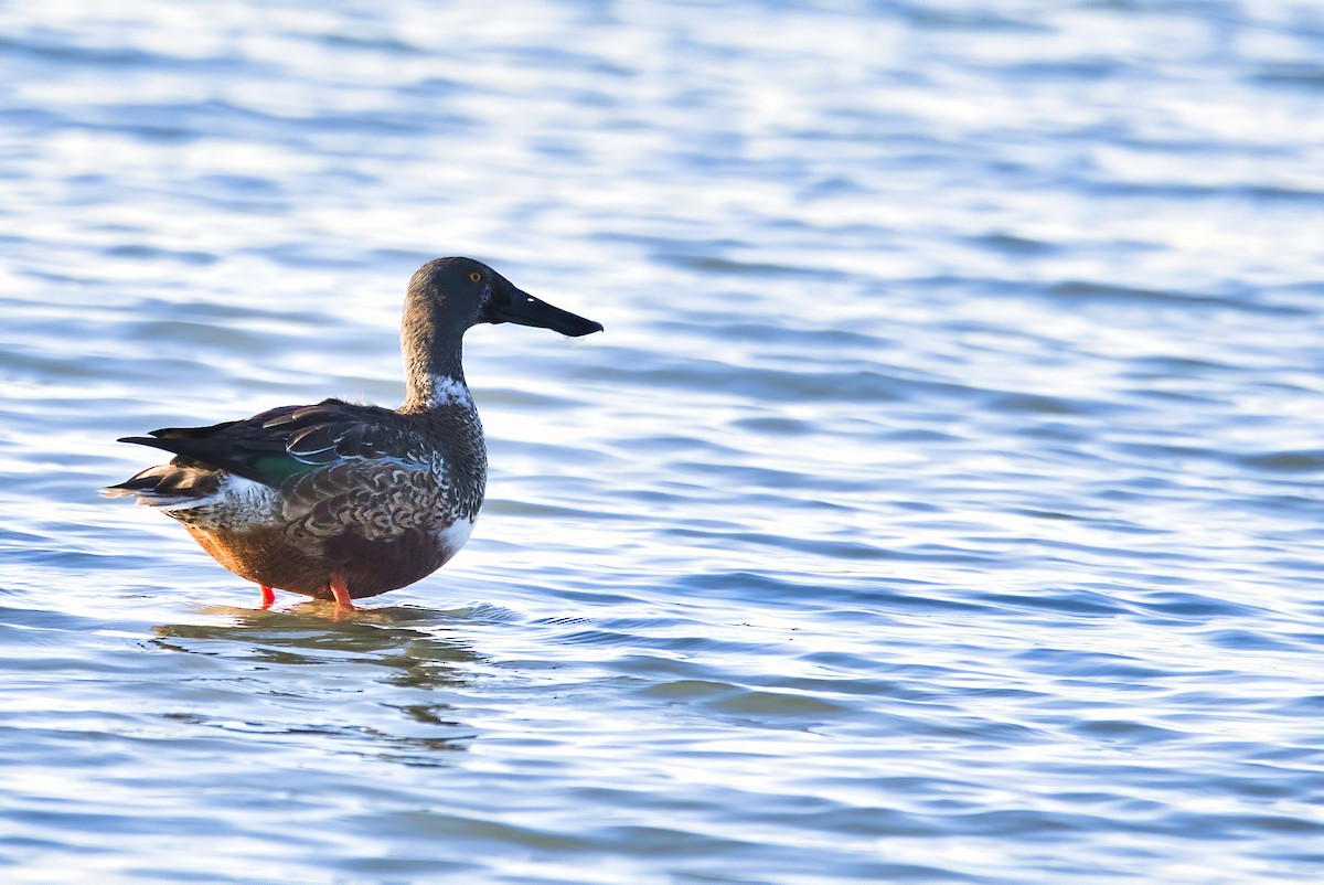 ML184156901 - Northern Shoveler - Macaulay Library