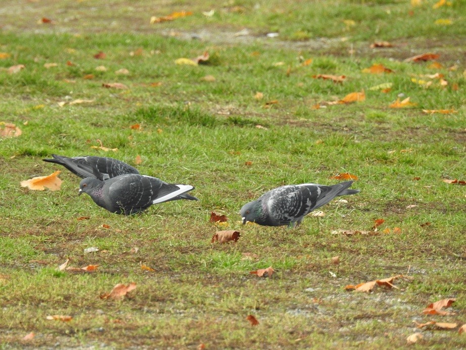 Rock Pigeon (Feral Pigeon) - ML184158221