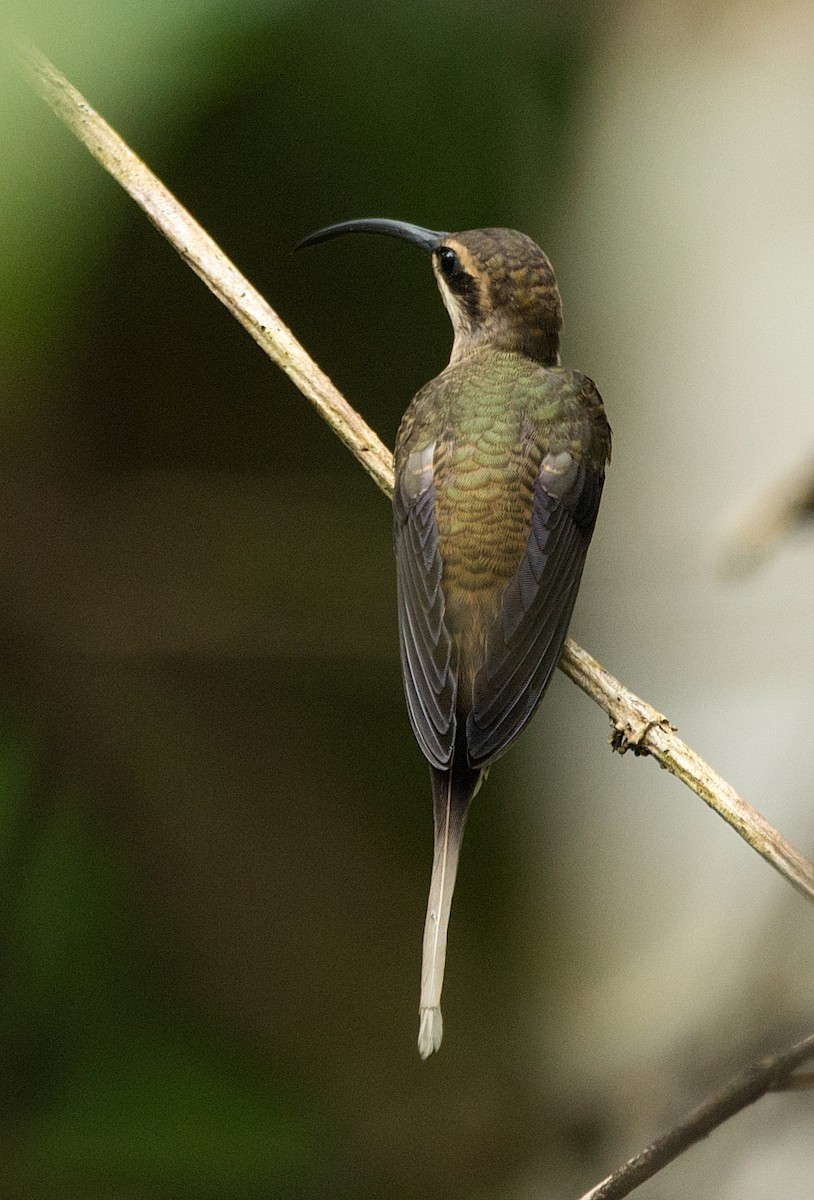 Long-tailed Hermit - ML184158471