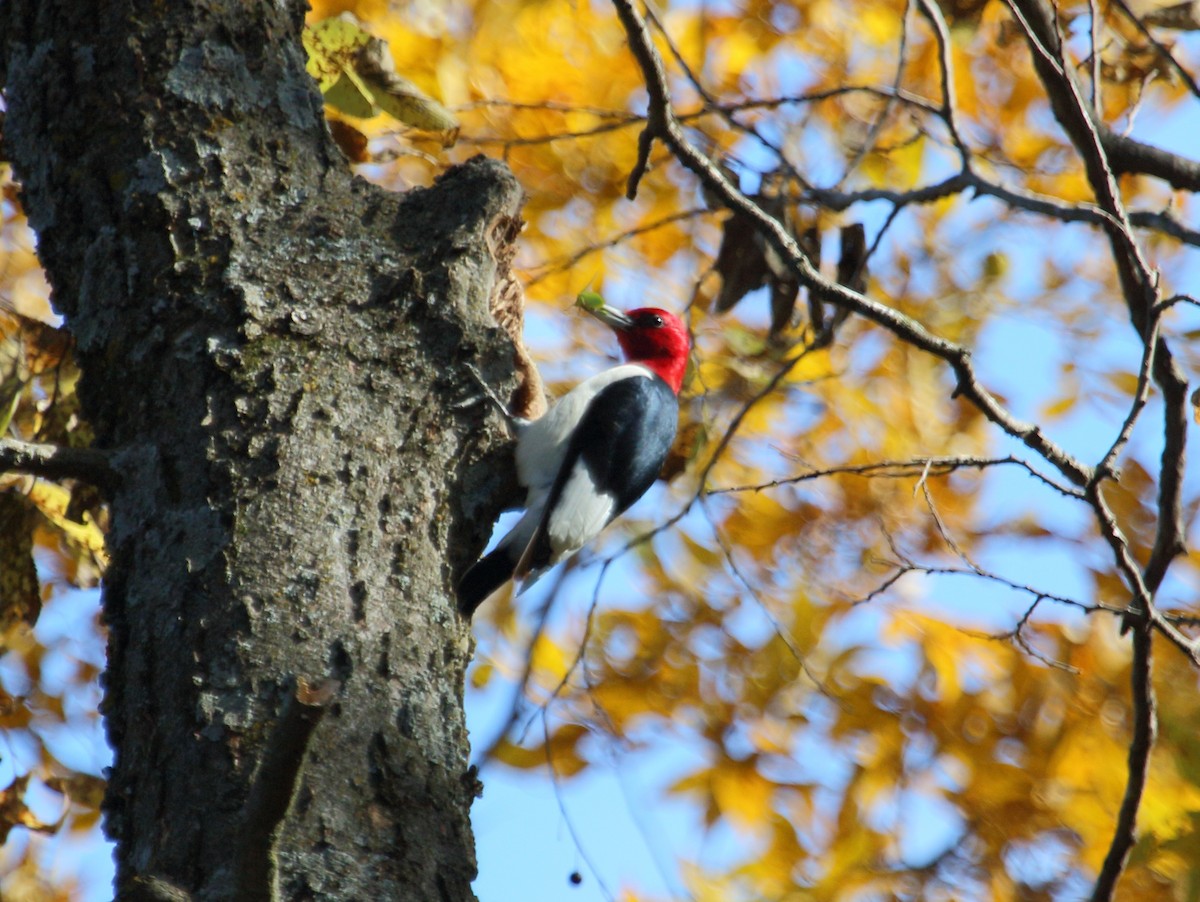 Red-headed Woodpecker - ML184158581