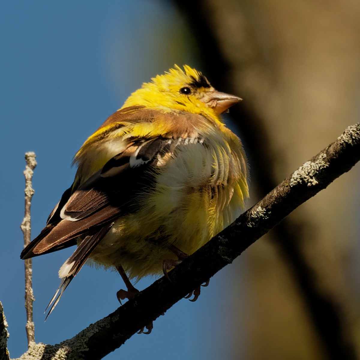 American Goldfinch - Ralph Miner