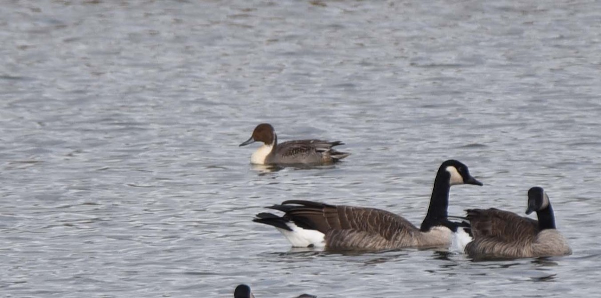 Northern Pintail - Bob & Anne-Marie Taylor