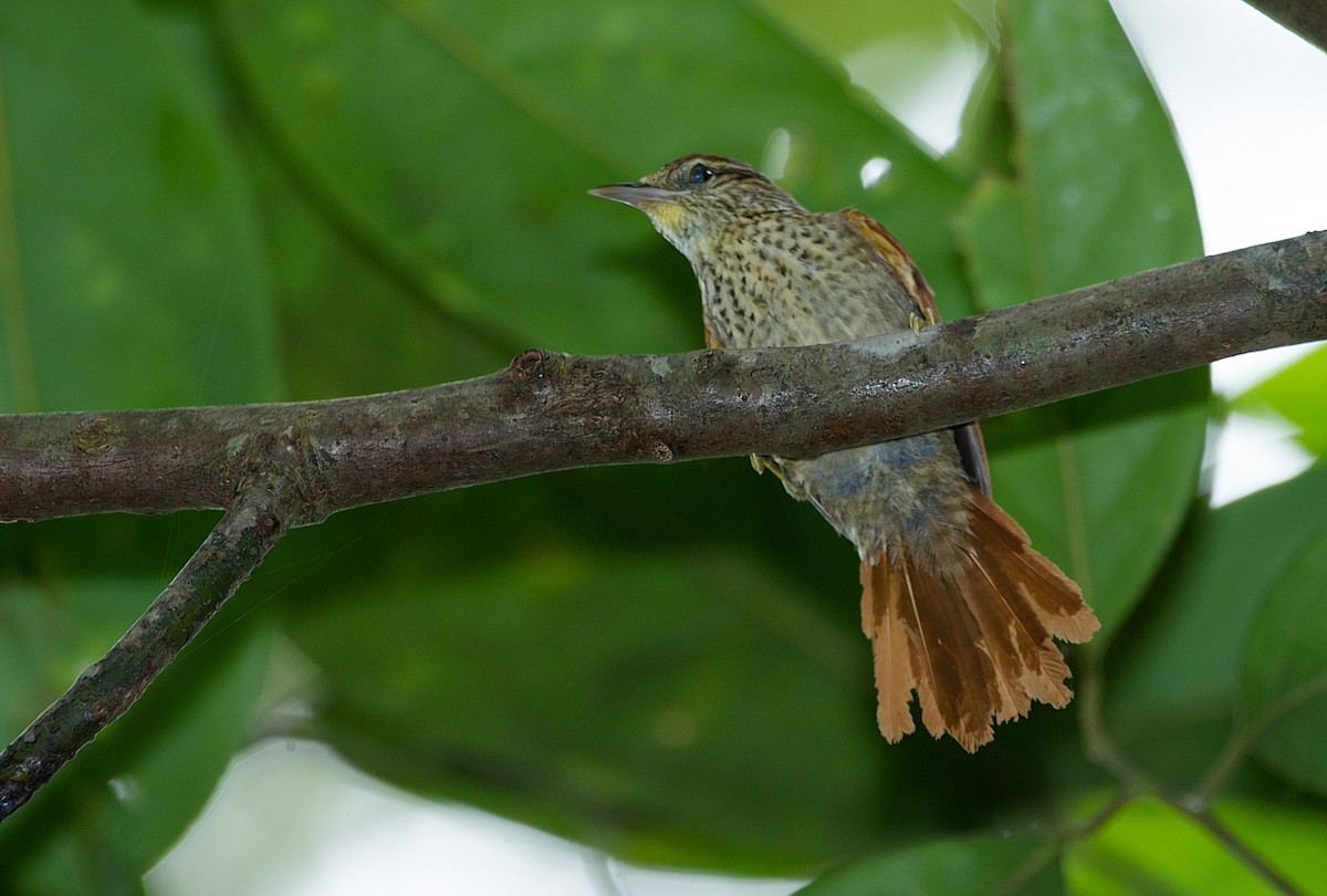 Speckled Spinetail - LUCIANO BERNARDES