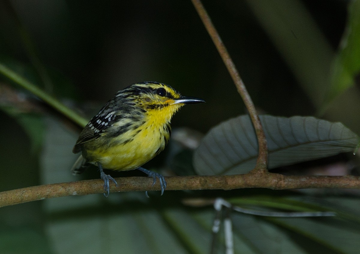 Yellow-browed Antbird - ML184168141