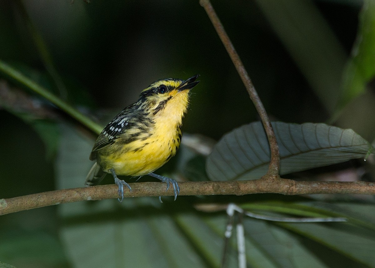 Yellow-browed Antbird - ML184168151