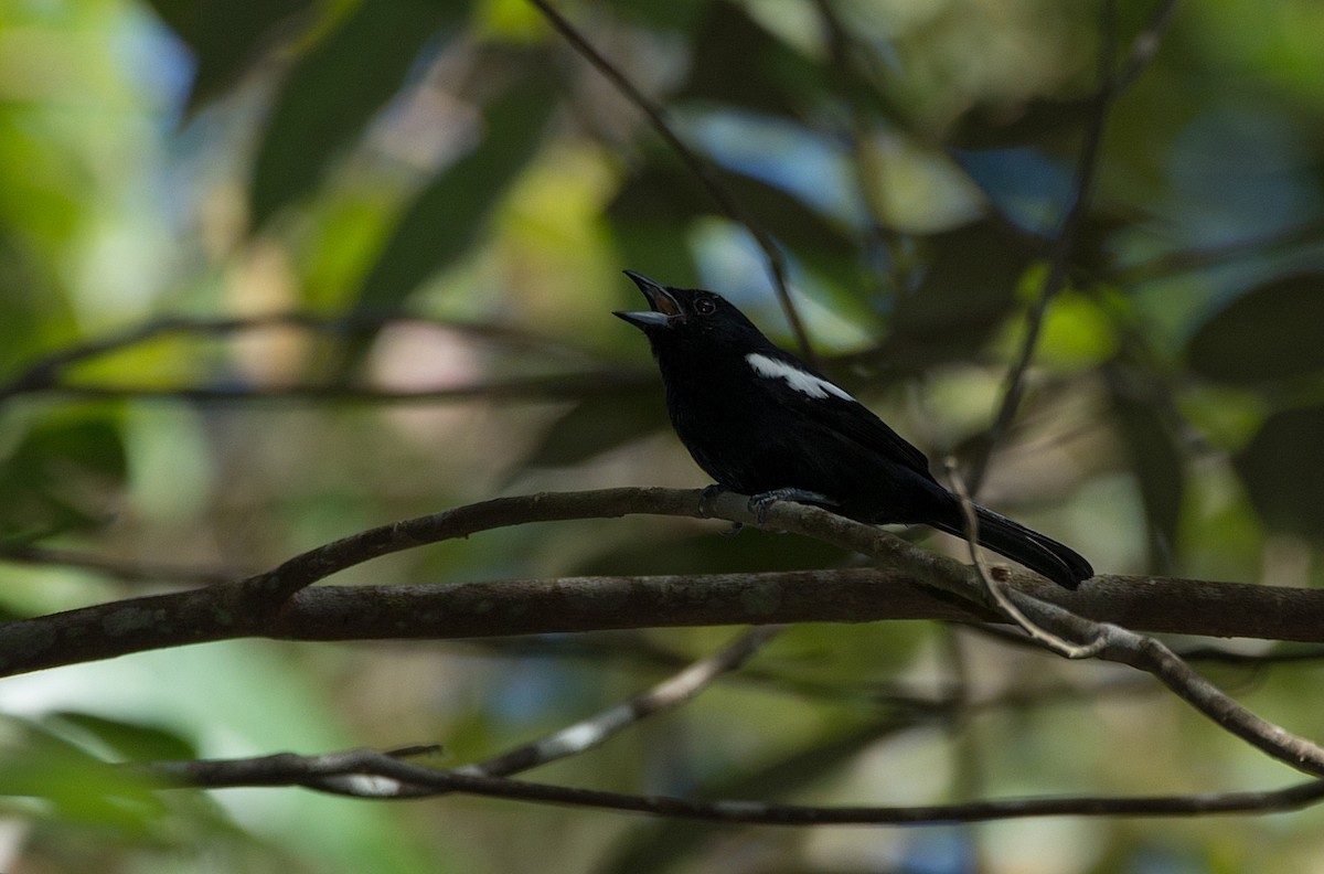 White-shouldered Tanager - ML184168381