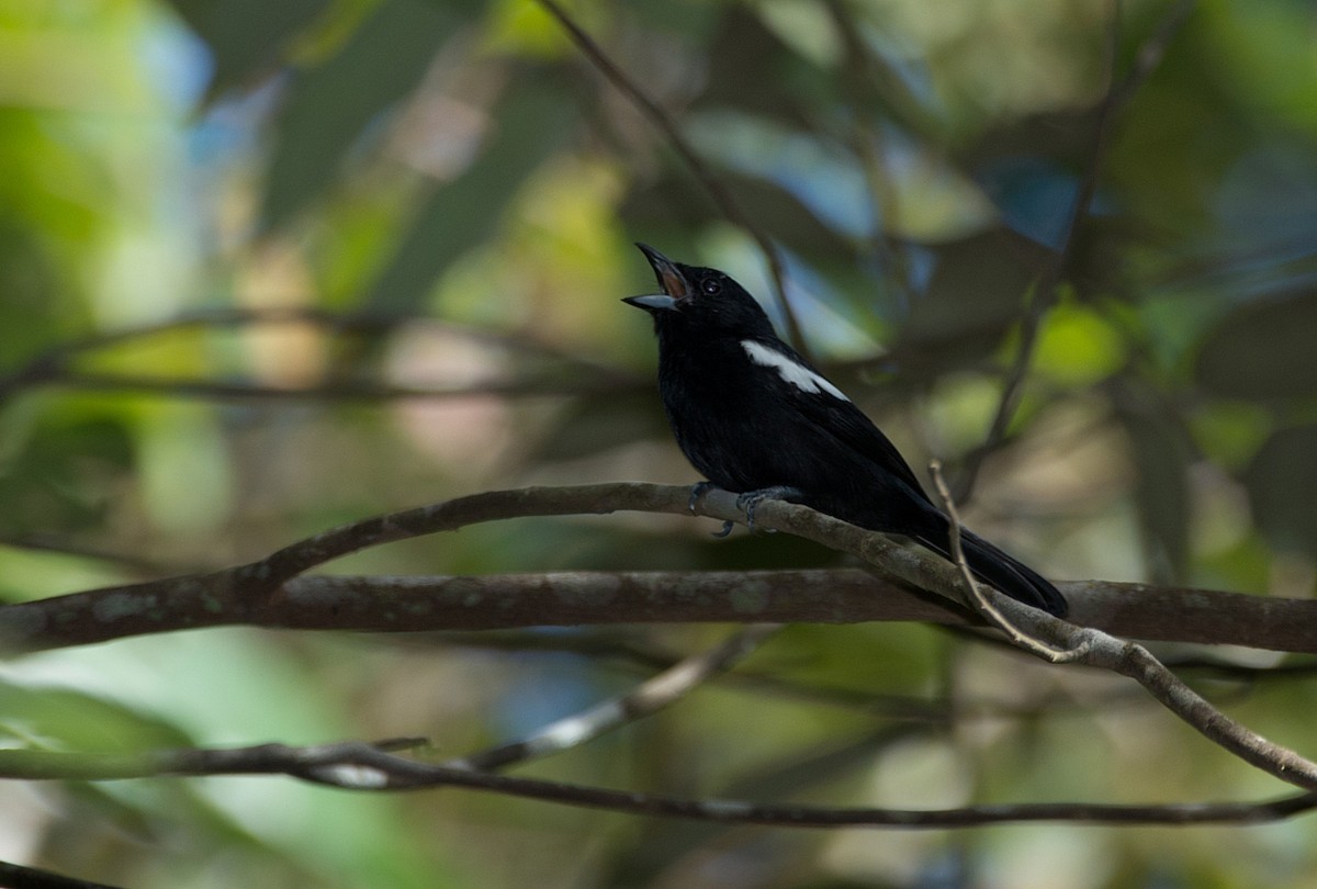 White-shouldered Tanager - ML184168391