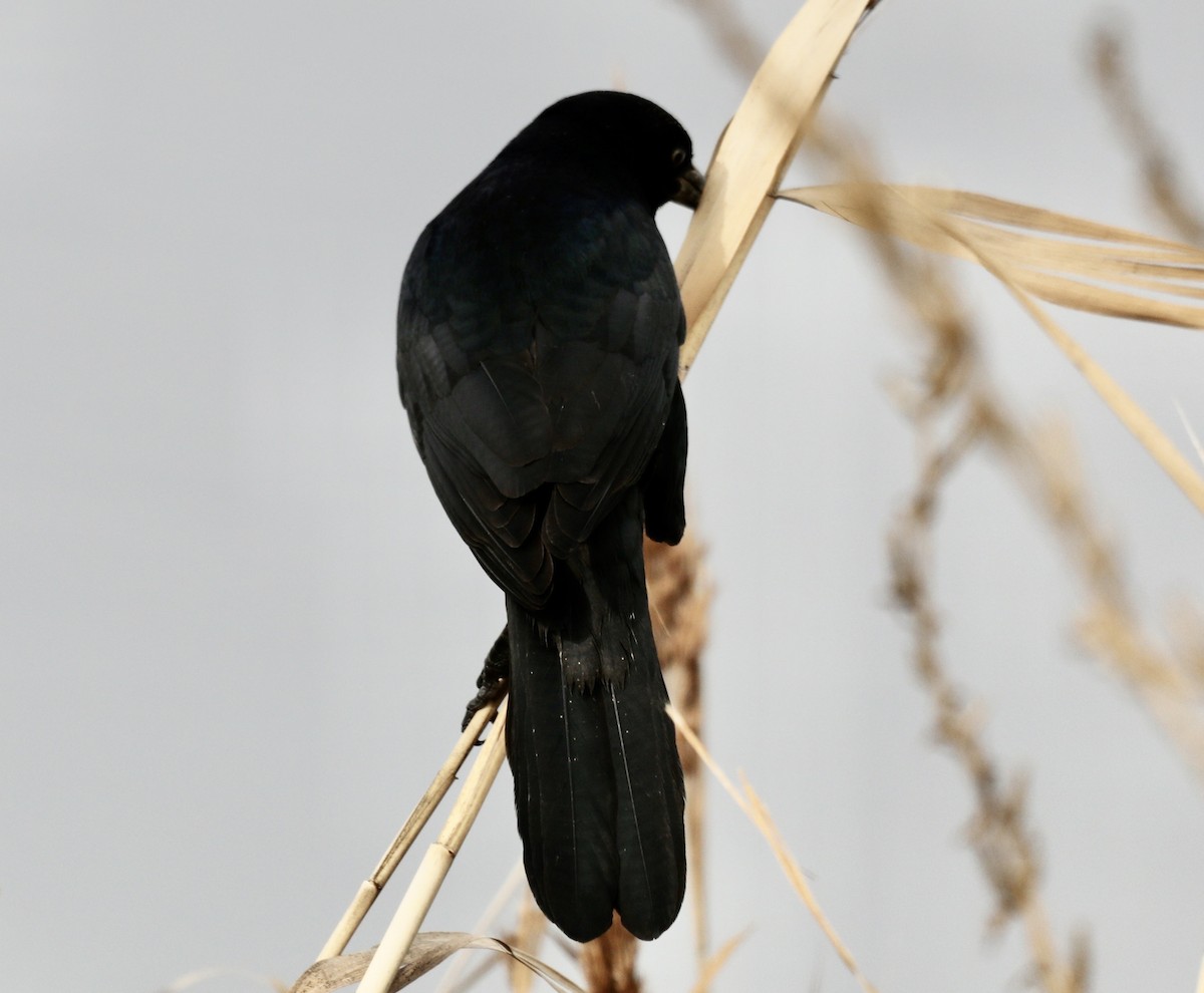 Boat-tailed Grackle - ML184168771