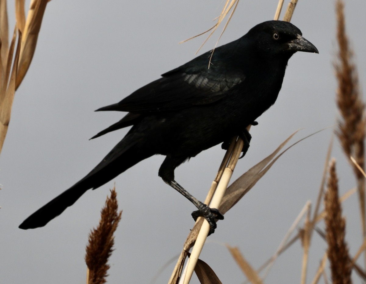 Boat-tailed Grackle - ML184168781