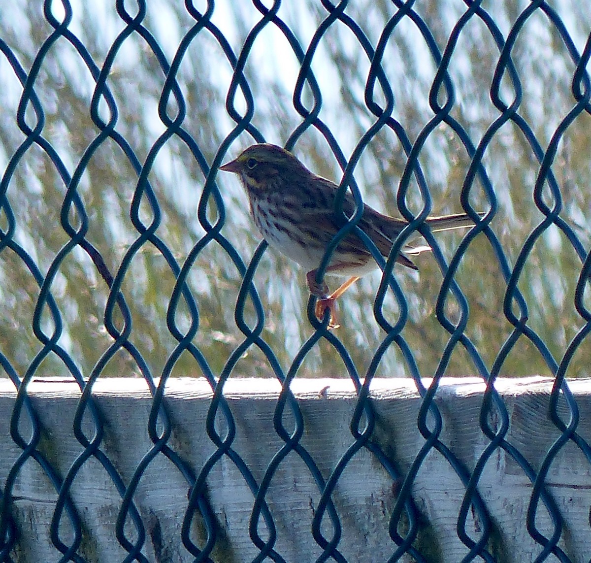 Savannah Sparrow - ML184169231