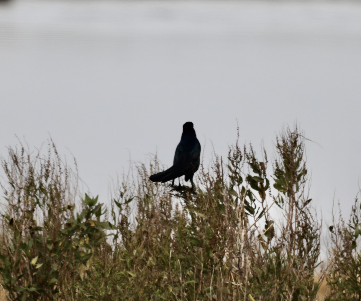 Boat-tailed Grackle - ML184171061