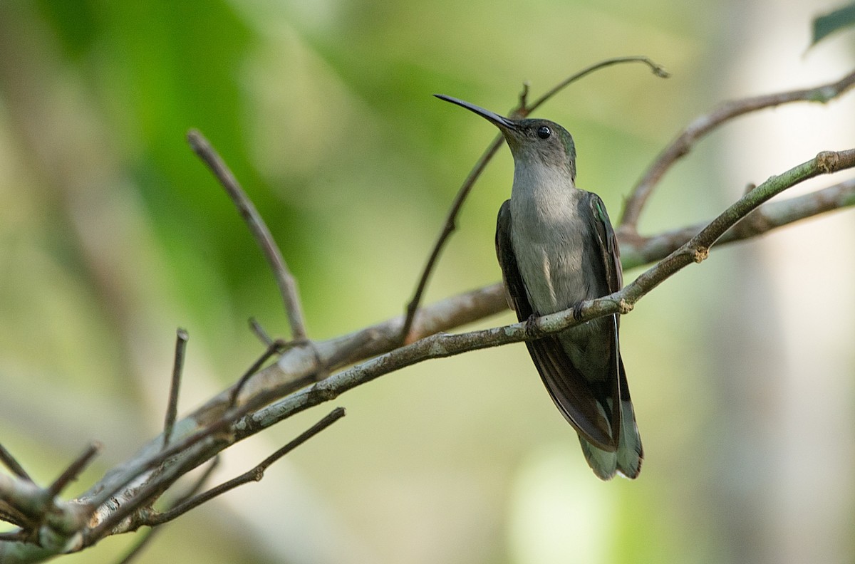 Gray-breasted Sabrewing - LUCIANO BERNARDES
