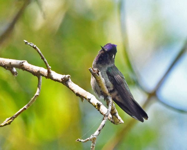 Violet-headed Hummingbird - ML184177101