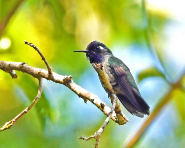 Violet-headed Hummingbird - ML184177231