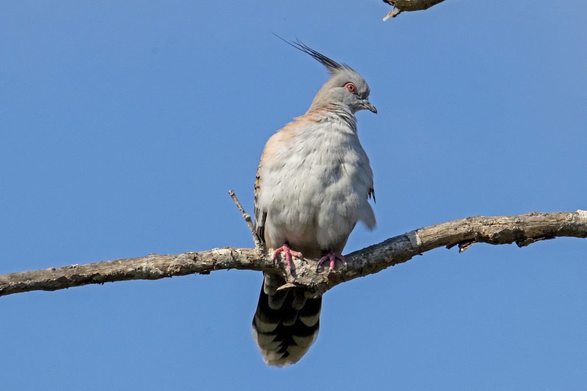 Crested Pigeon - ML184178101