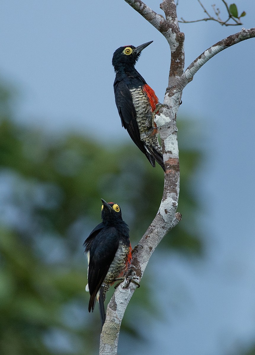 Yellow-tufted Woodpecker - LUCIANO BERNARDES
