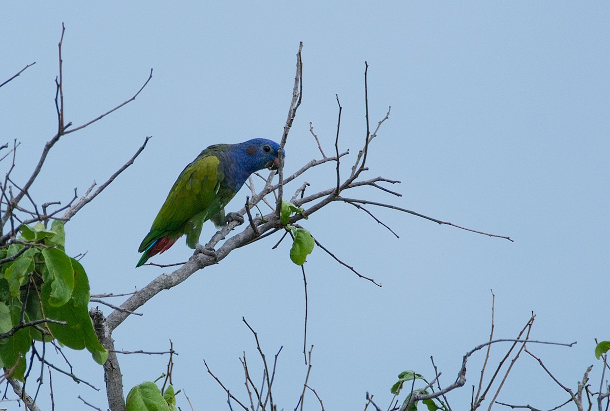Blue-headed Parrot - LUCIANO BERNARDES