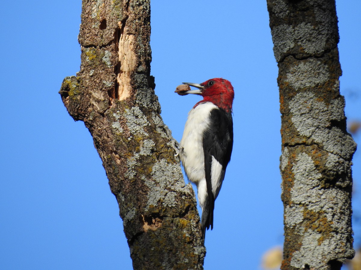 Red-headed Woodpecker - Joey Magerl