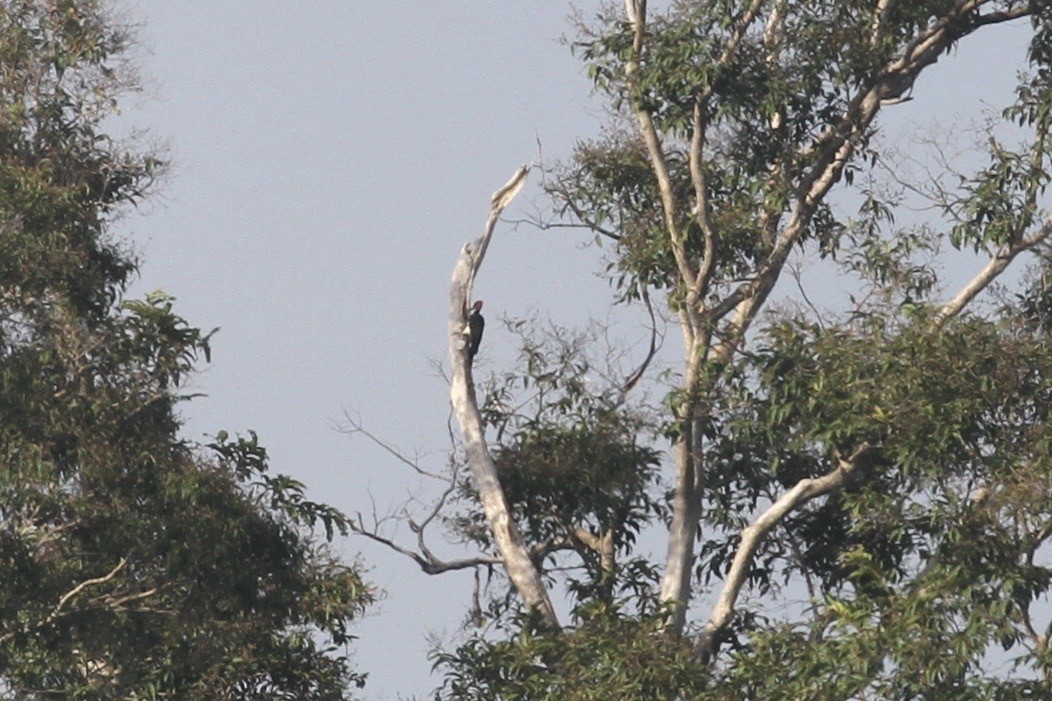 White-bellied Woodpecker - ML184179721