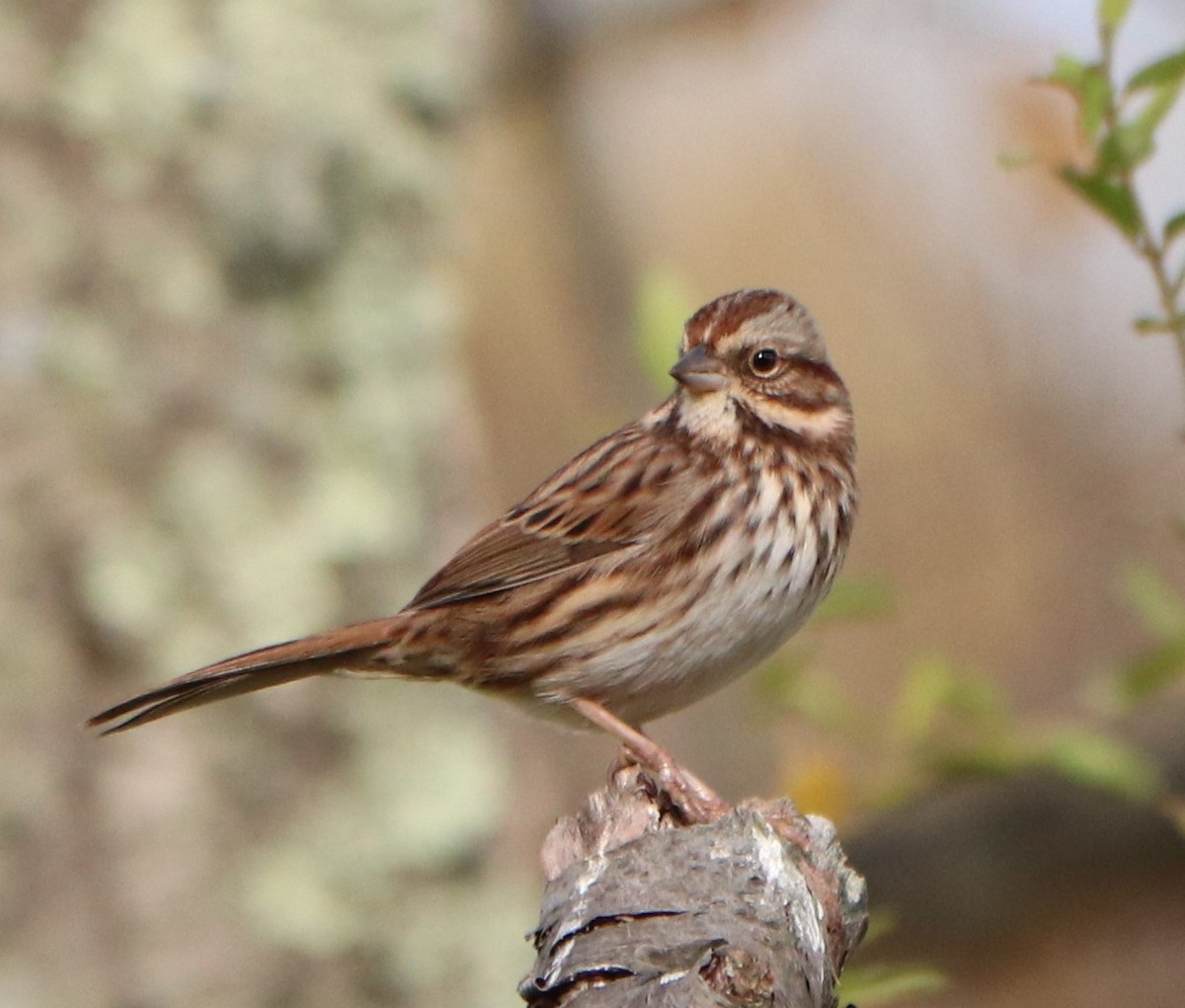 Song Sparrow - valerie heemstra