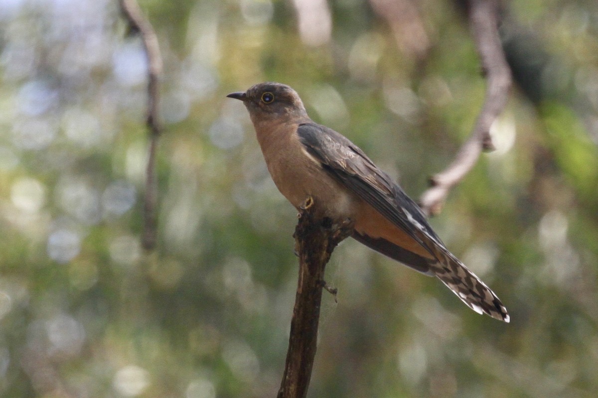 Fan-tailed Cuckoo - Juan martinez